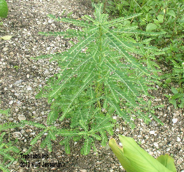 Pyllanthus amarus - Chanca piedra